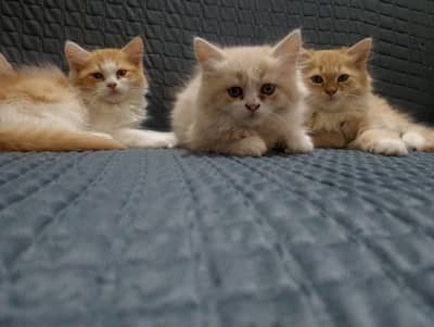 3 kittens available