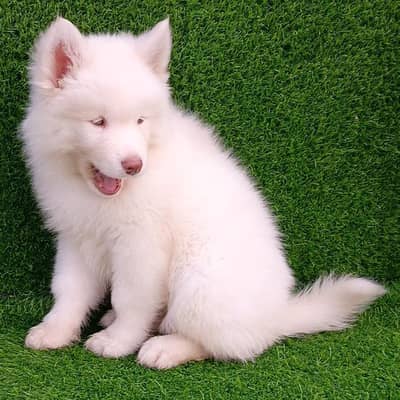 Siberian husky puppies 03425655411