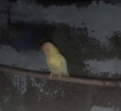 chicks creamino or blue fisher