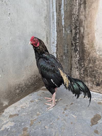 top quality paty morgiyan