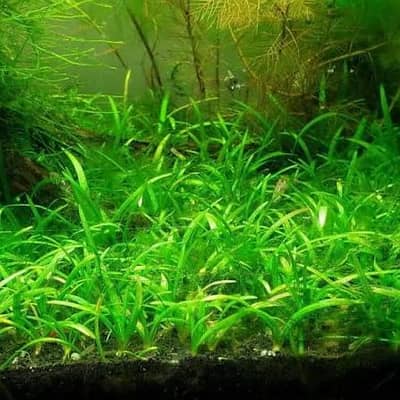 aquatic plants