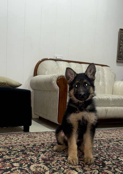 German Shepherd puppy