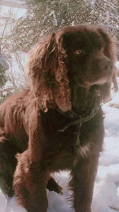 cocker spaniel for sale shakar PE Laga hova he
