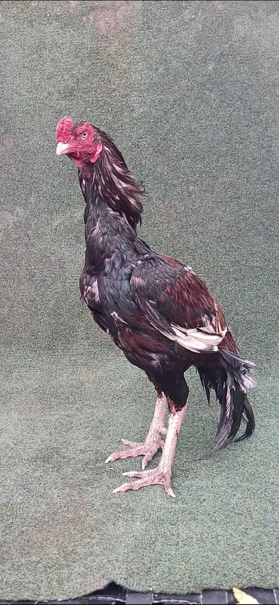 Aseel Mushka Lasani Amroha