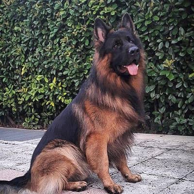 German sepherd for sale