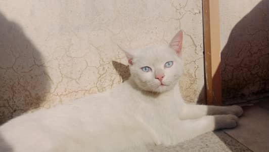 Male white Cat for Sale
