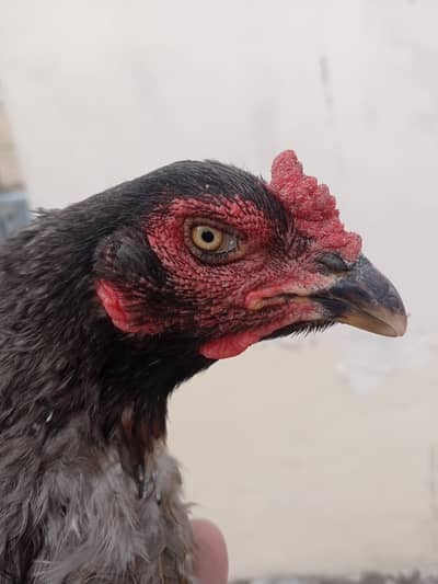 High Quality Thai Aseel Madi, Whap : 0315-73.30,867