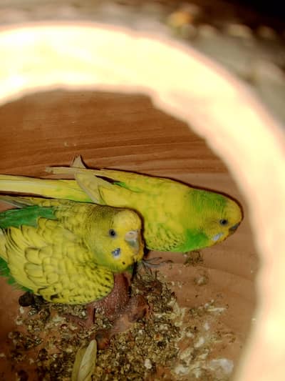 Budgie pair with 1 chick  (0320/4343/502)