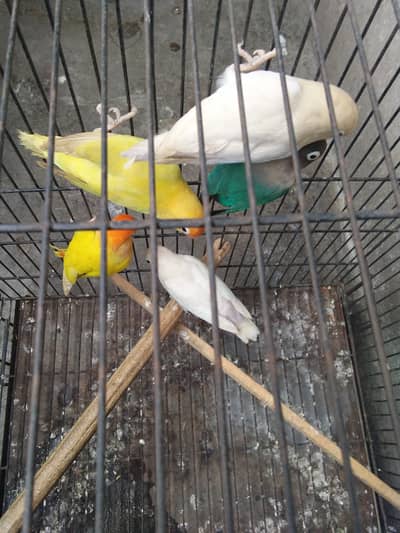 Love birds 3 Pairs