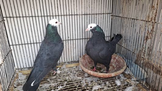 Fancy pigeons