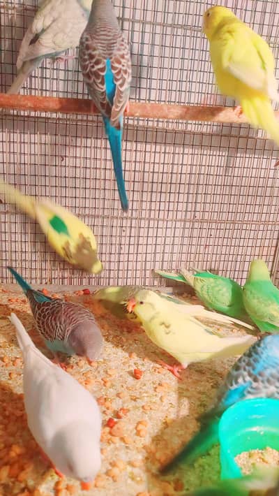 austalian parrot for selling 03330203898