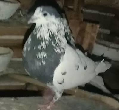 one Pyar tawes Wala 2 chikes