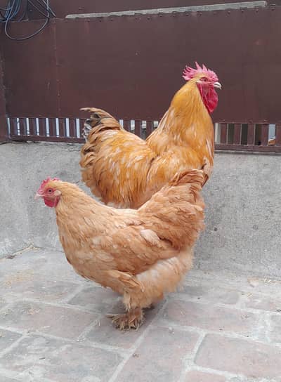 Golden and white buff cochine eggs for sale