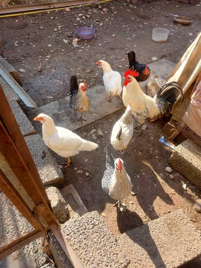 Golden Misri, Frizzle, desi Chickens with 01 Rooster(in Home)