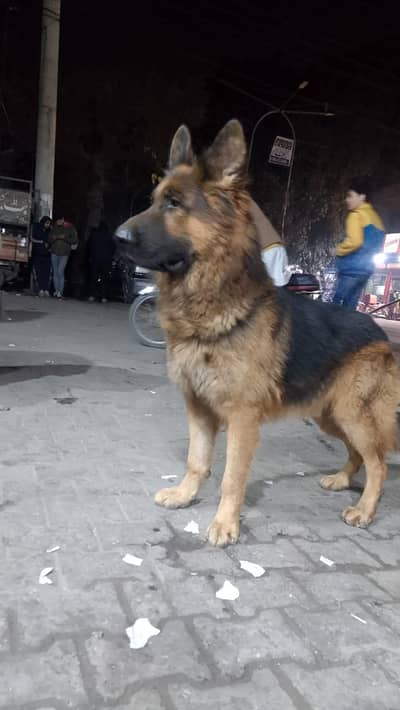 German Shepherd and 03244911352 WhatsApp