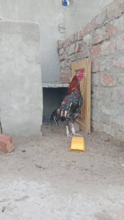 aseel murga  for sell good quality