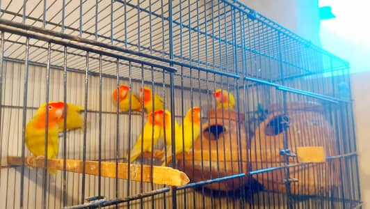 lotino breeder pairs for sell 03330203898