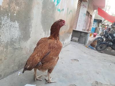Aseel Murgi For Sell And Pigeon Also