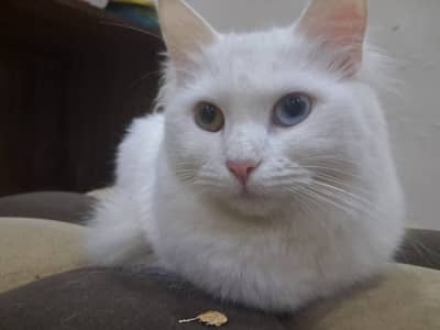 Female Cat urgently for sale