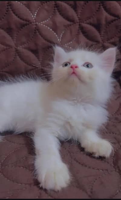 Persian cat for sale my WhatsApp number  0344-56-89-749 0344-56-89-749