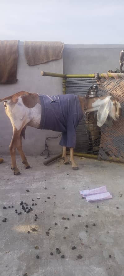 petal bakri aur 2 bache