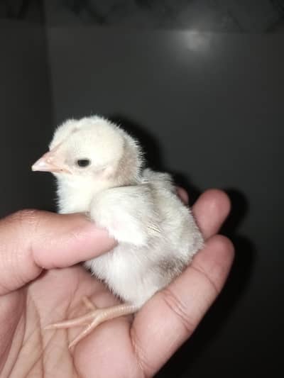 Aseel Paper white Heera chicks guranteed chuzy
