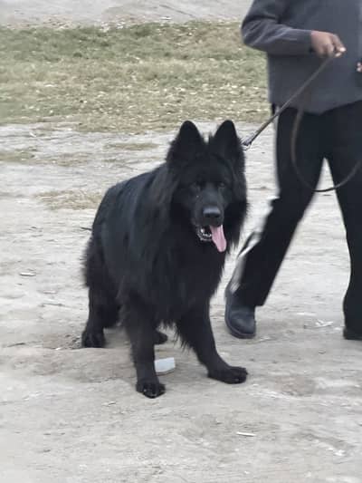 German shepherd available only for stud pedigree male