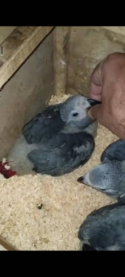 Mashahallah African Gray Chick Available.