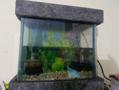 Imported Fish Aquarium and Accessories