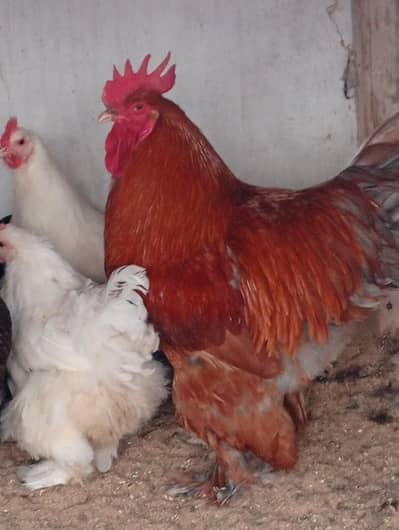 mix buff heavy Cochin hens (03047369155)