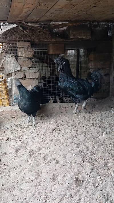 Ayam cemani breeder /kurk aseel murgi
