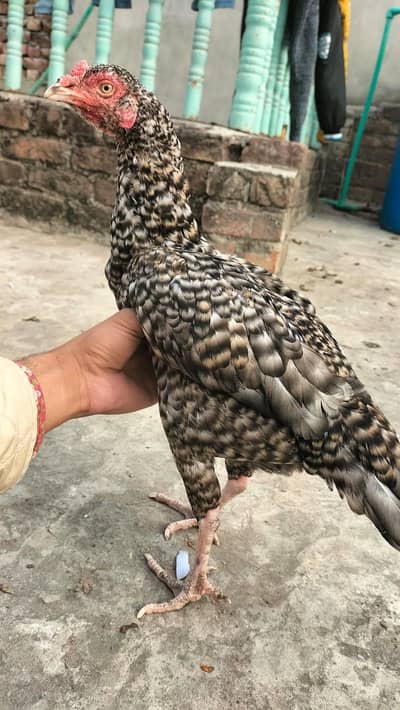 pure miawali female Coco color