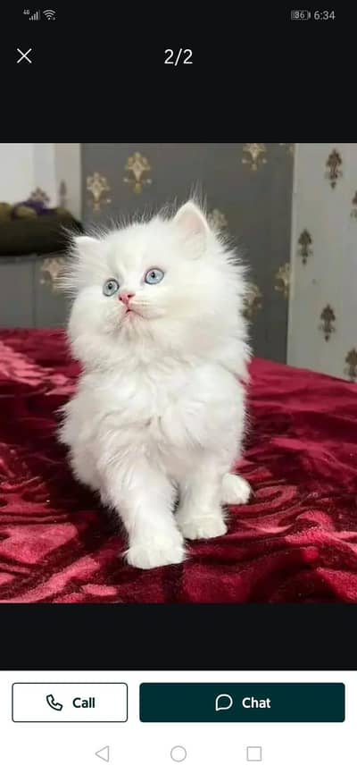 Persian cat triple quote 5 face mein later train