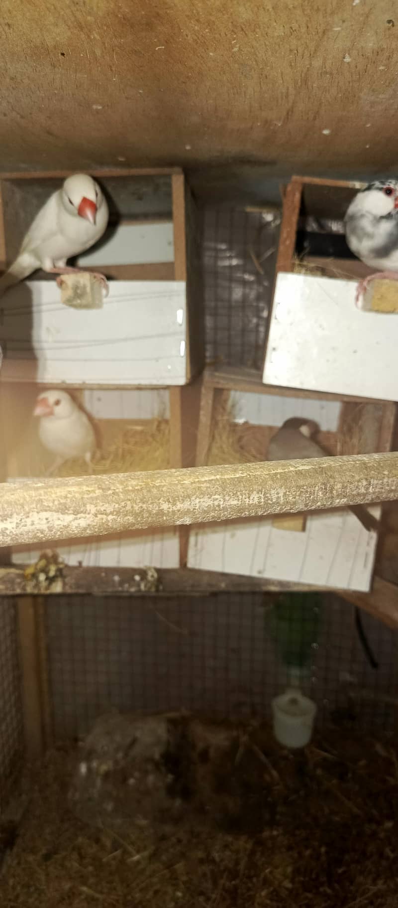 java breeder pairs 0