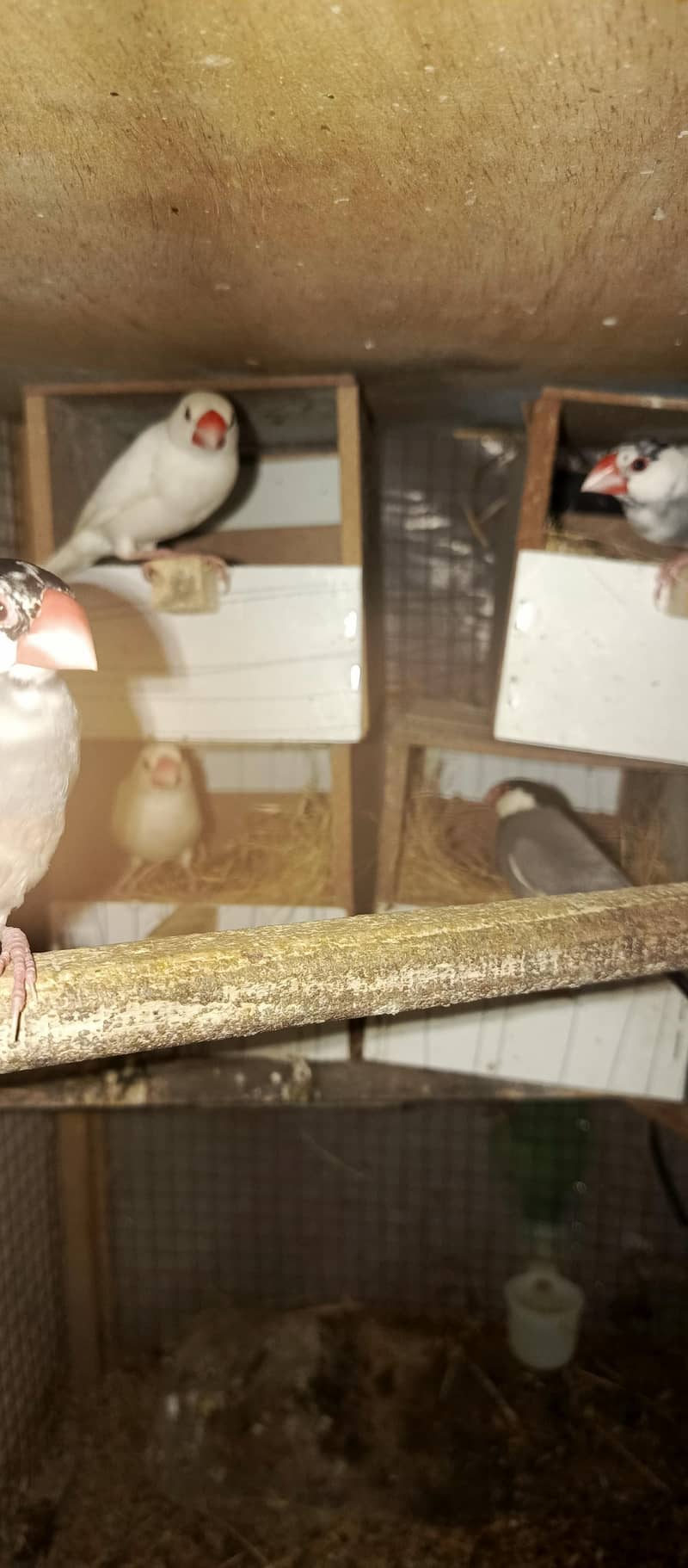 java breeder pairs 3