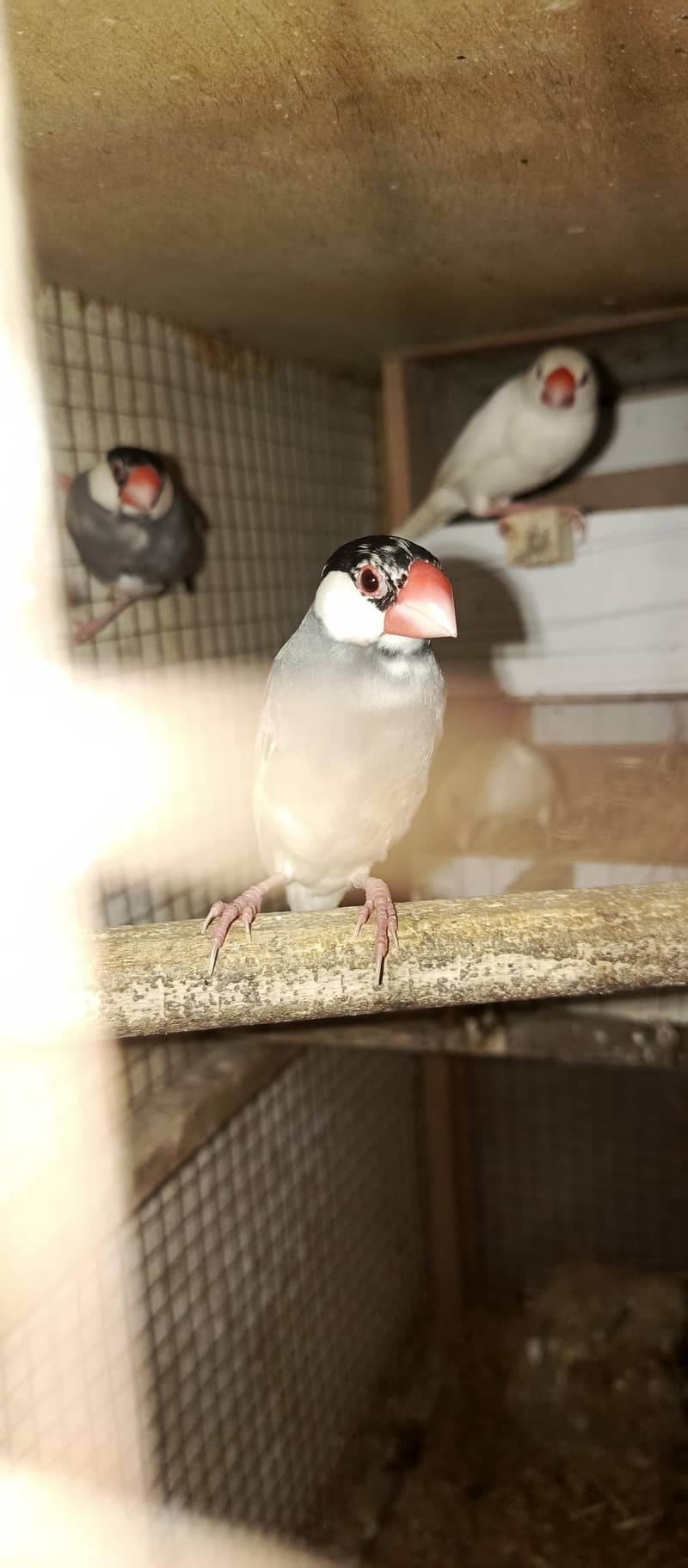 java breeder pairs 4