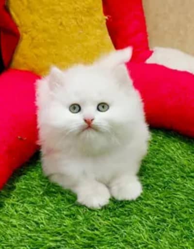 Persian cat triple quote 5 face mein later train