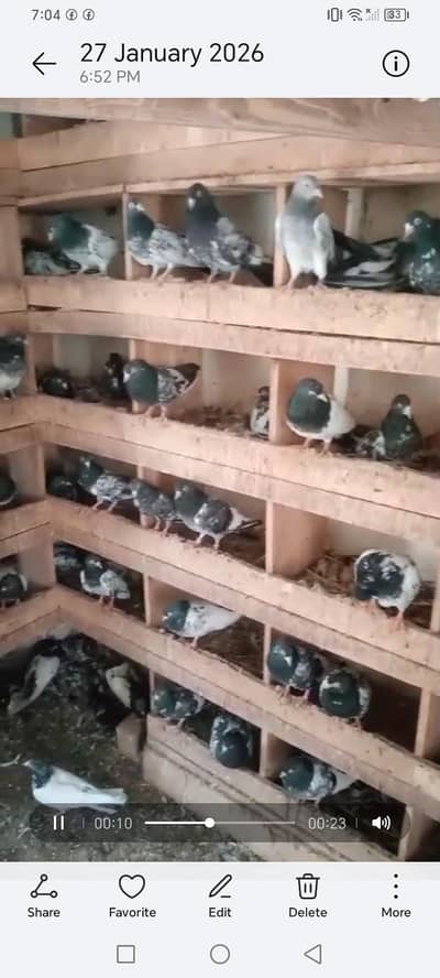 outclass resulted teddy