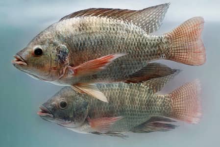 Fish In Rawalpindi Islamabad only WhatsApp 03005026337