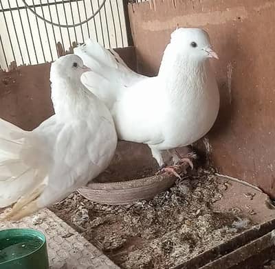 lakha breeder pair, laka female