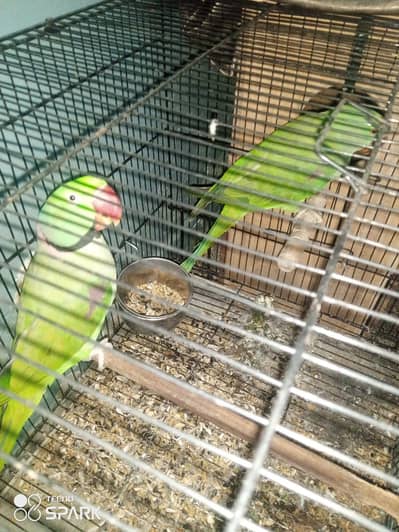 Raw pair and 1 signal female