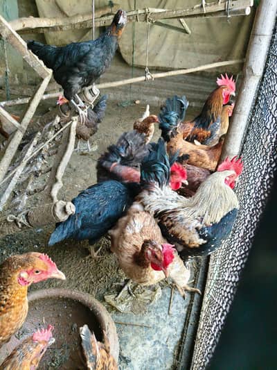 ghar k paly hue desi murgy or murgian