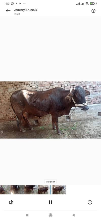 frezeen or cholstani cow for sale 15 din lyti ha sony main