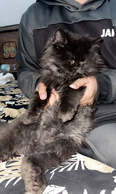 Persian cat punch face