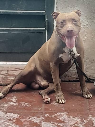 American Bitbill puppies & cage