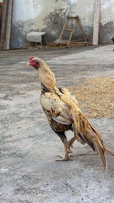 Aseel Sindhi Quality