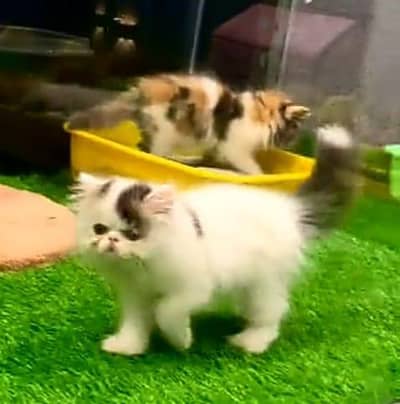 Persian | Cat baby | kittens | fluffy Low price   0Ʒ458786ᴥ୨7 ωᗩŤ$P