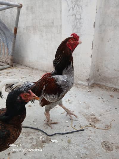 aseel for sale breeder pair male and female