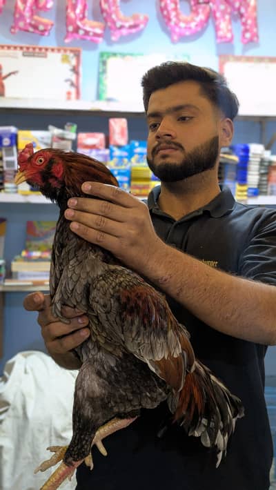 Aseel galwa murgha for sale 0.3. 1.2. 2.9. 0.3. 3.5. 4