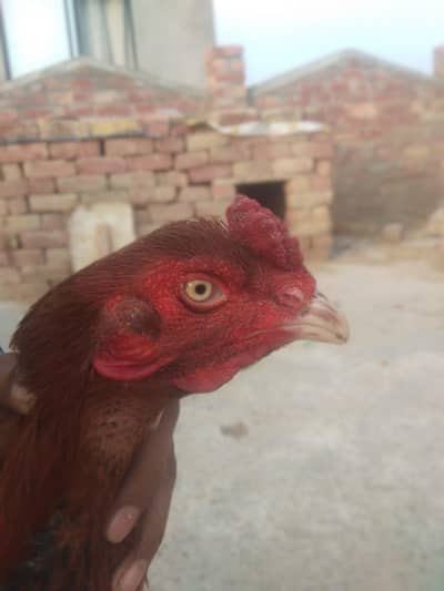 aseel murga or aseel murgi or 1 chick or 1 male duck for sale